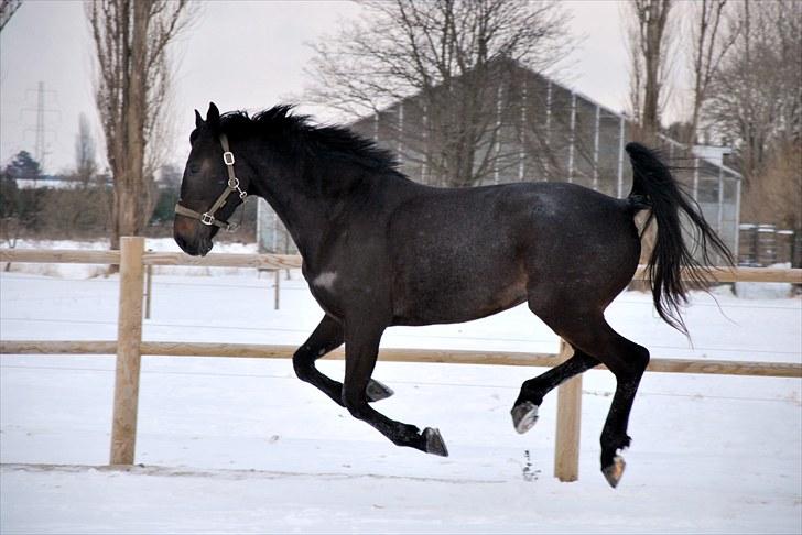Dansk Varmblod China - Vinter feb. 2010 billede 4