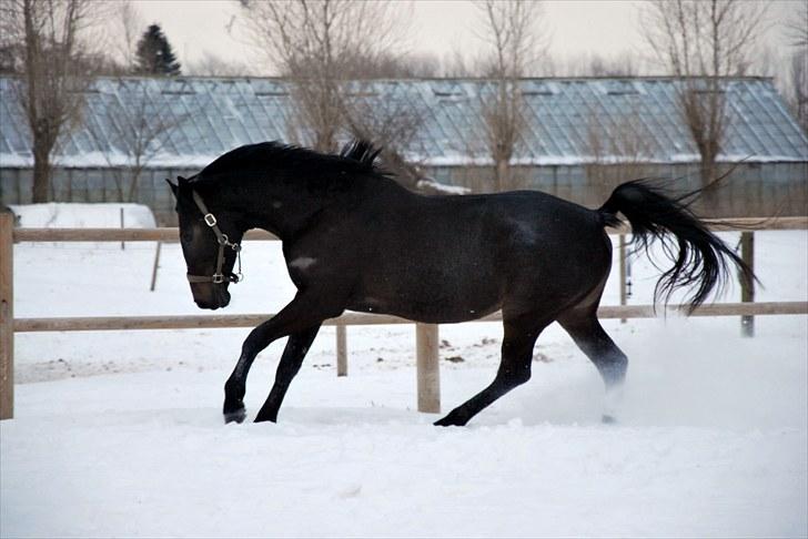 Dansk Varmblod China - Feb. 2010 billede 5