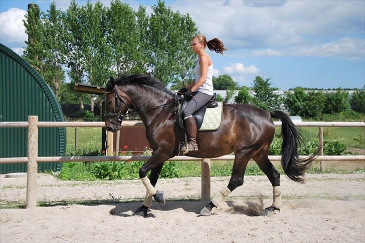 Dansk Varmblod China - Juli 2010 billede 7