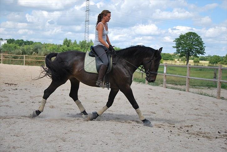 Dansk Varmblod China - Juli 2010 billede 8