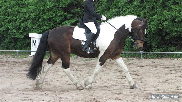 Anden særlig race Balder <3 - du går jo helt perfekt !<3 billede 17