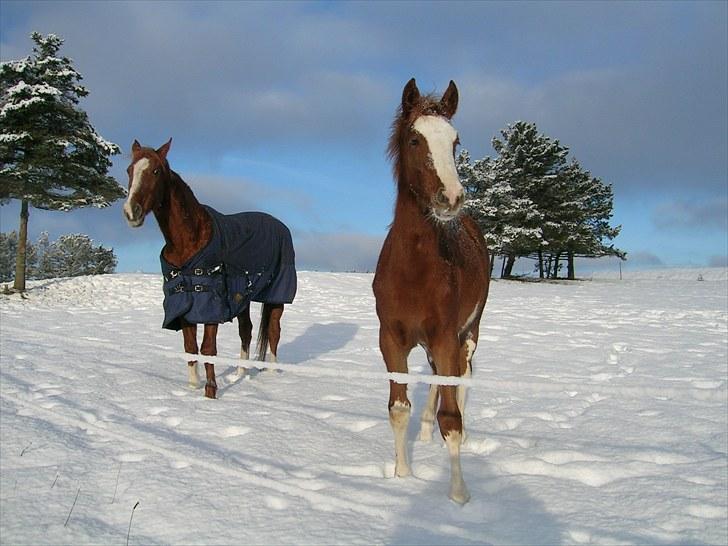 Dansk Varmblod Søndergårds Silja - Vinter 2010 billede 4