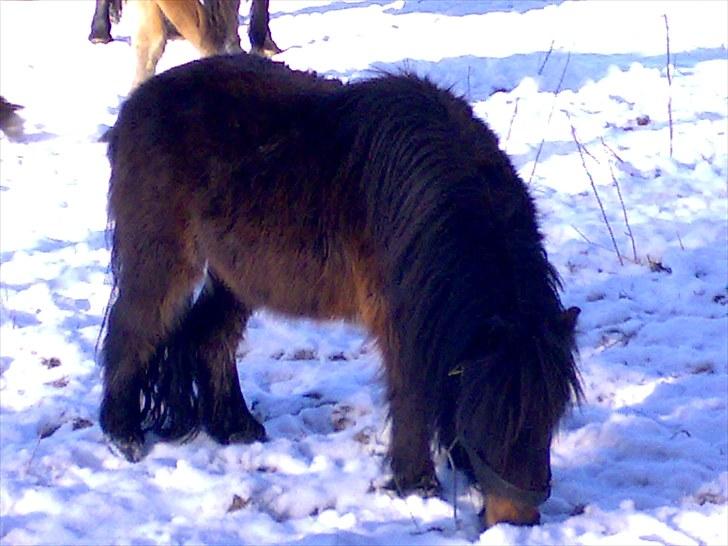 Shetlænder Zat billede 11