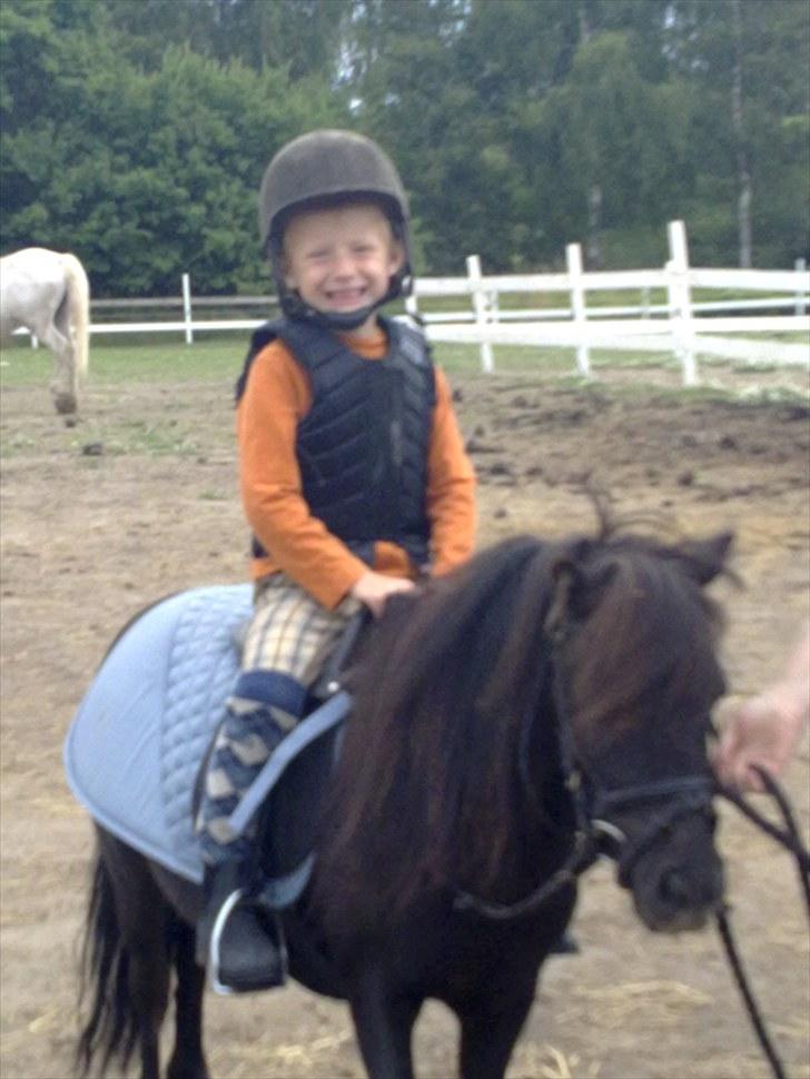 Shetlænder Zat billede 12