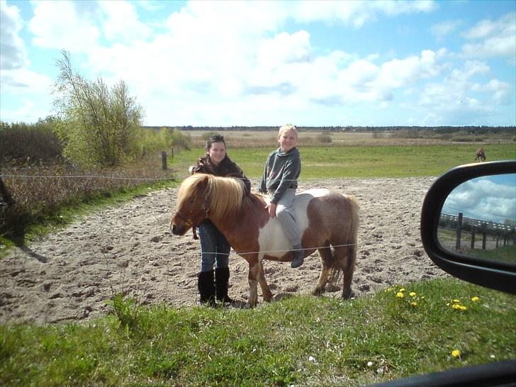 Shetlænder Lukas <3 billede 1