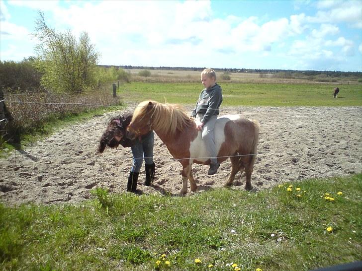 Shetlænder Lukas <3 billede 2