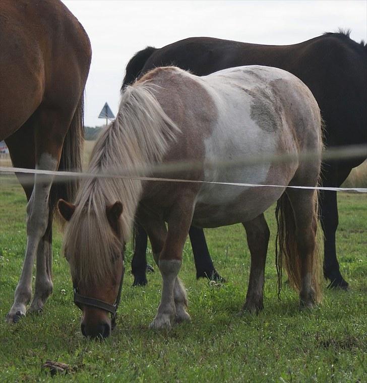 Shetlænder Lukas <3 billede 3