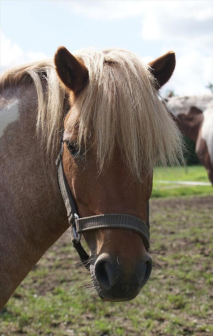 Shetlænder Lukas <3 billede 4