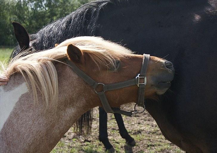 Shetlænder Lukas <3 billede 5