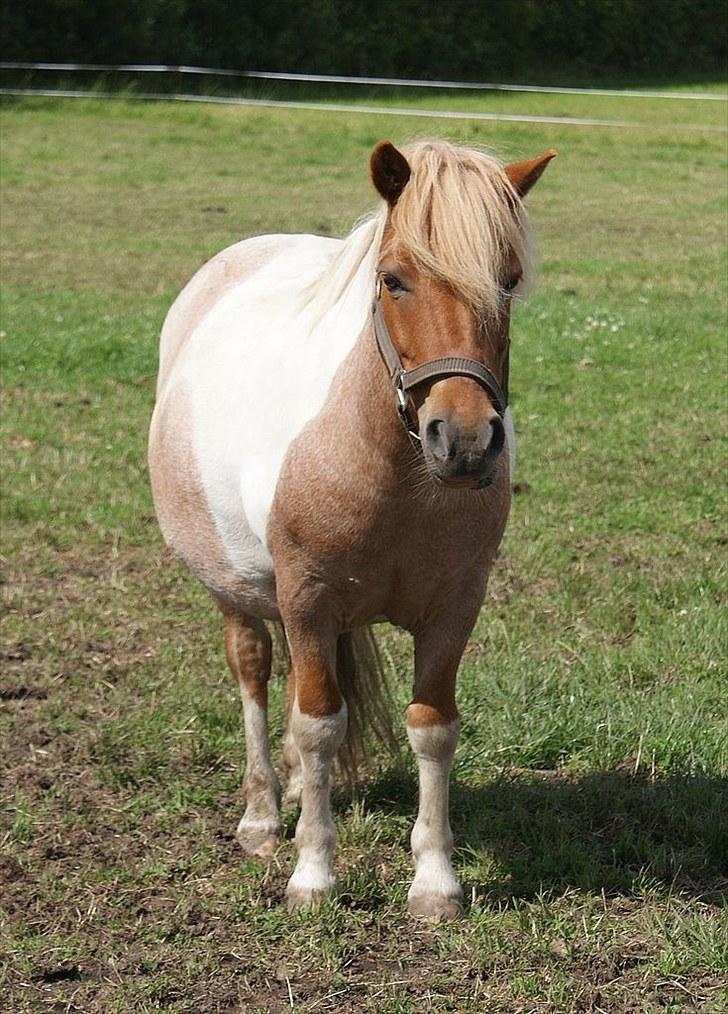 Shetlænder Lukas <3 billede 6