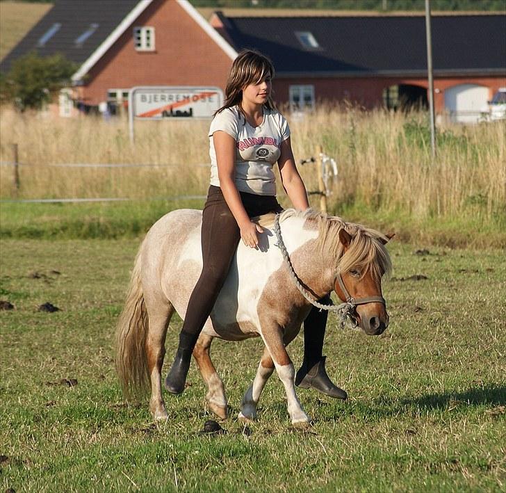 Shetlænder Lukas <3 billede 7