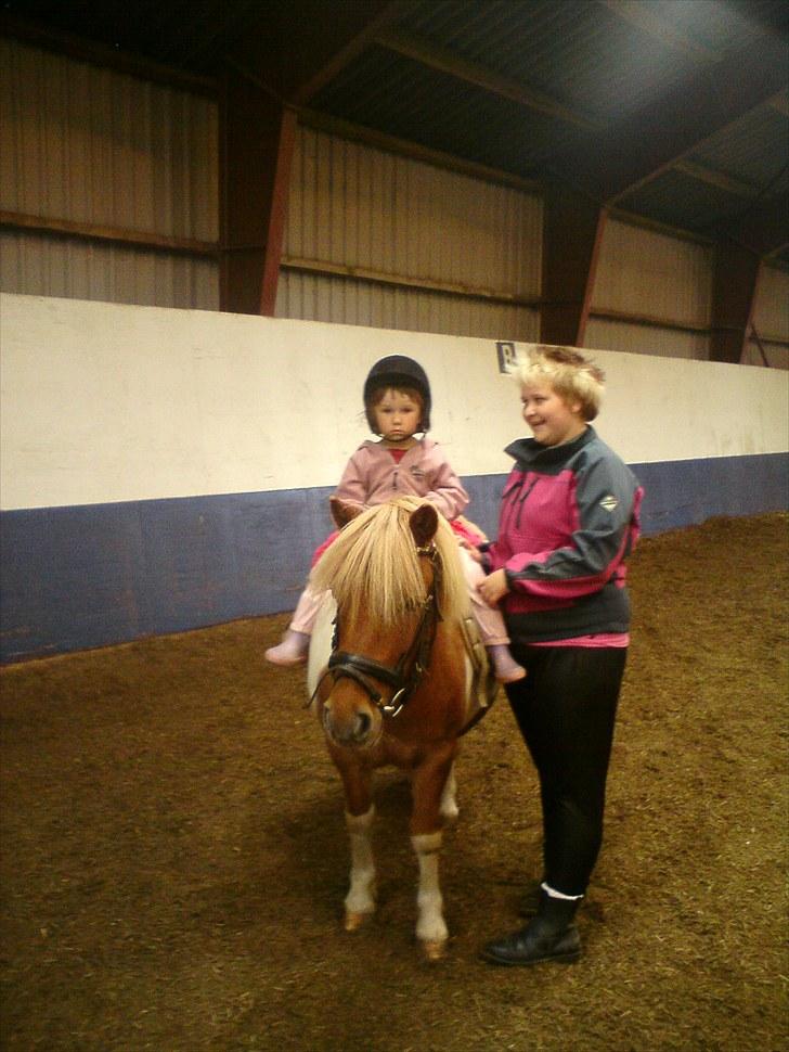 Shetlænder Lukas <3 billede 8