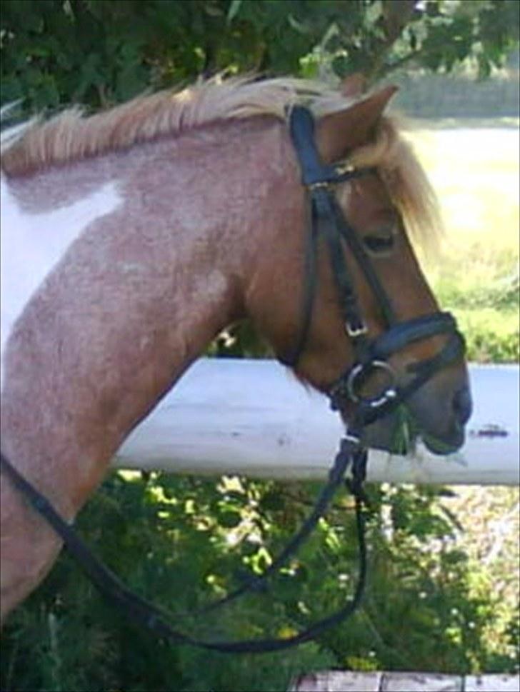 Shetlænder Lukas <3 billede 9