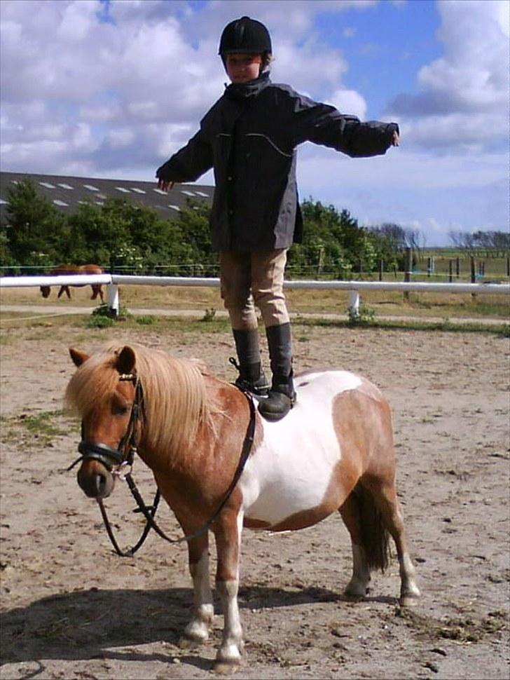 Shetlænder Lukas <3 - lukas jeg elsker dig vi kan alt sammen min <3  billede 10