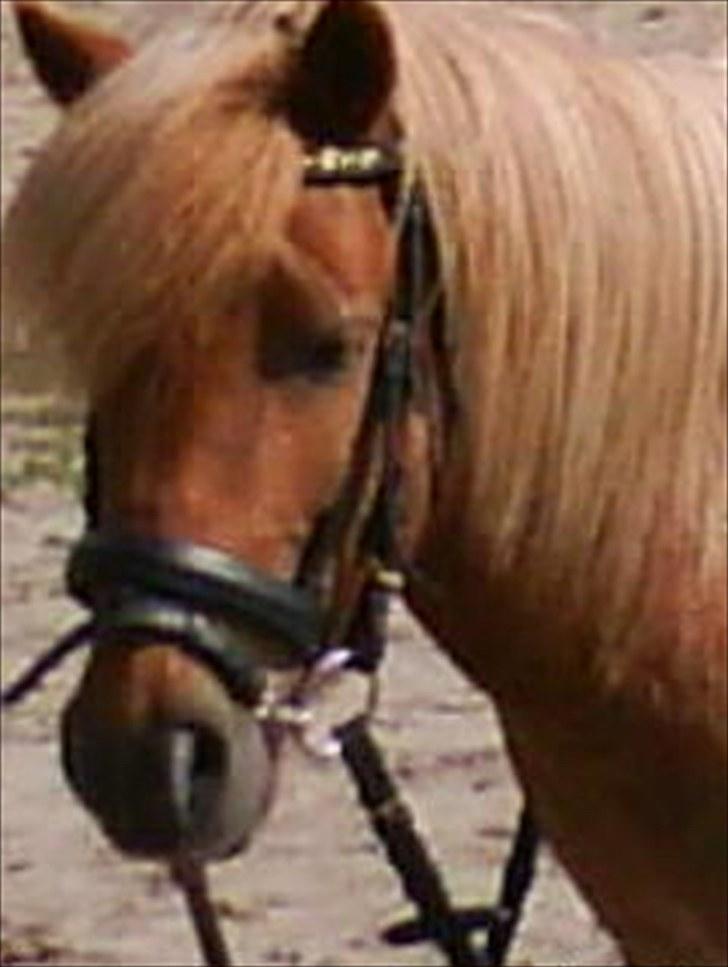 Shetlænder Lukas <3 billede 11