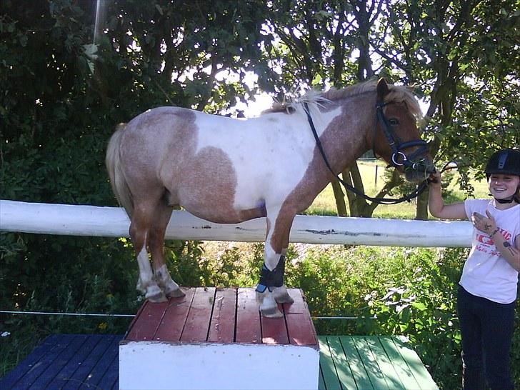 Shetlænder Lukas <3 billede 12