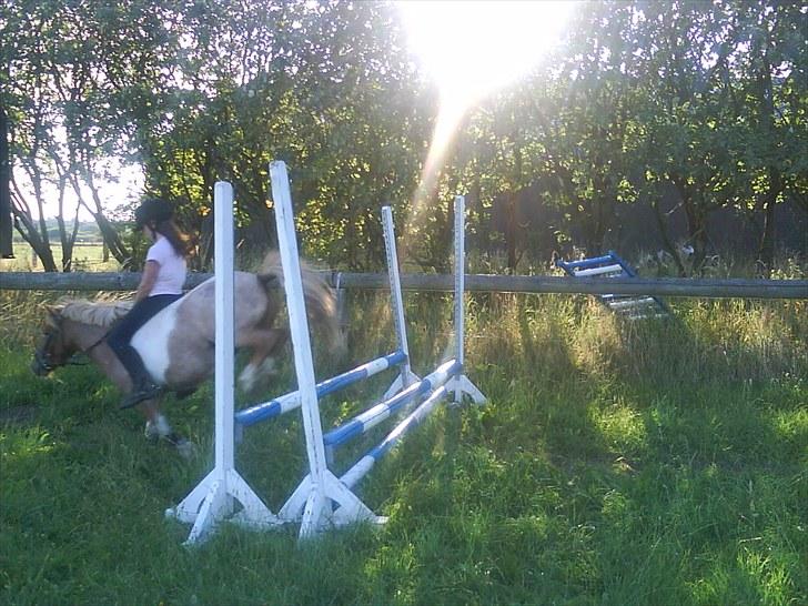 Shetlænder Lukas <3 - mig og lukas springer en okse uden sadel på 70 cm  billede 13