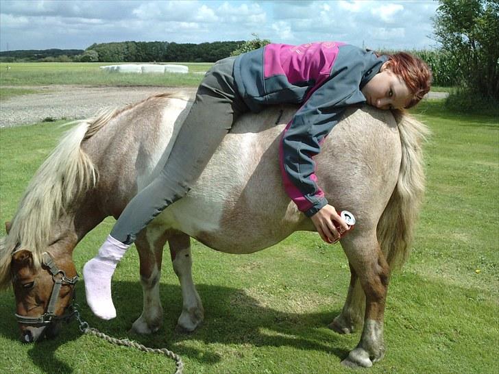 Shetlænder Lukas <3 billede 14