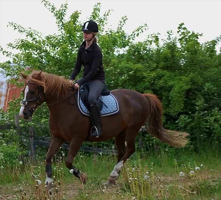 Anden særlig race Krumme  - Krumme og jeg i galop ~ 23. maj 2011 billede 7