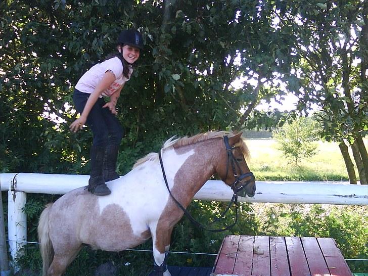 Shetlænder Lukas <3 billede 15