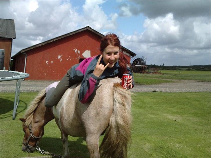 Shetlænder Lukas <3 - hygge dag mig og min lille bror nede ved vores farmor og farfar  billede 16