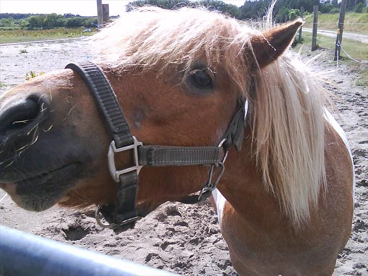 Shetlænder Lukas <3 - den dag hvor du var lidt higste men mega sjovt skat <3 billede 17