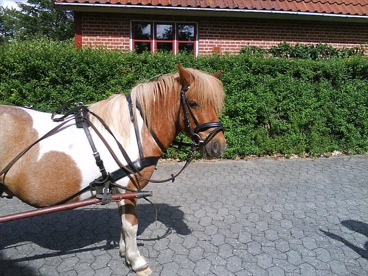 Shetlænder Lukas <3 - love you buller  billede 18