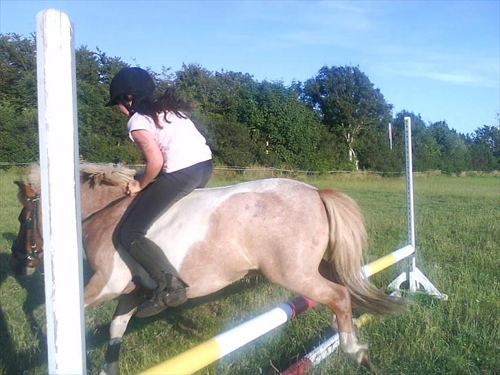 Shetlænder Lukas <3 - mig og lukas uden sadel 65 cm billede 19