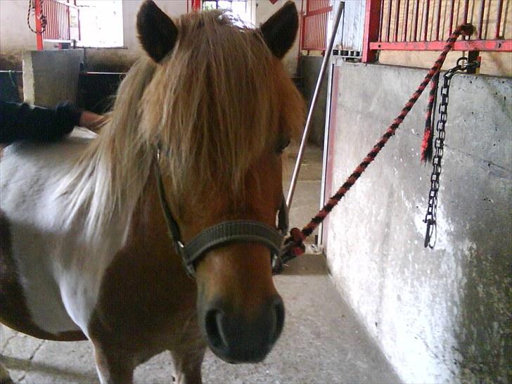 Shetlænder Lukas <3 - hygge dag på brik <3 billede 20