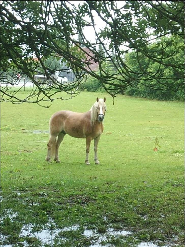 Tyroler Haflinger | Arkibal  - Arkibal på en regnvejrs dag :) billede 17