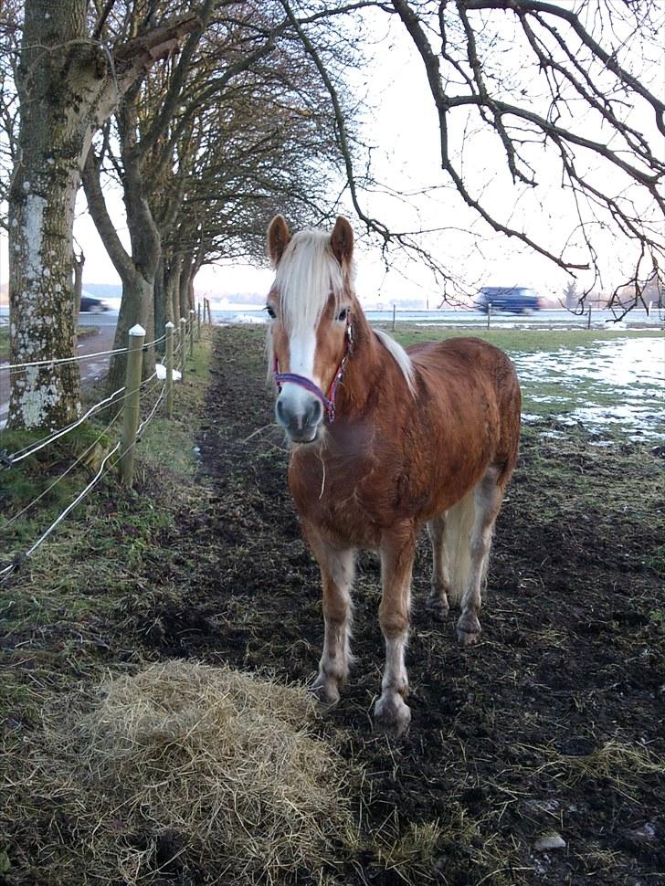 Tyroler Haflinger | Arkibal  - Et par dage efter at Milla havde fået ham :) billede 1