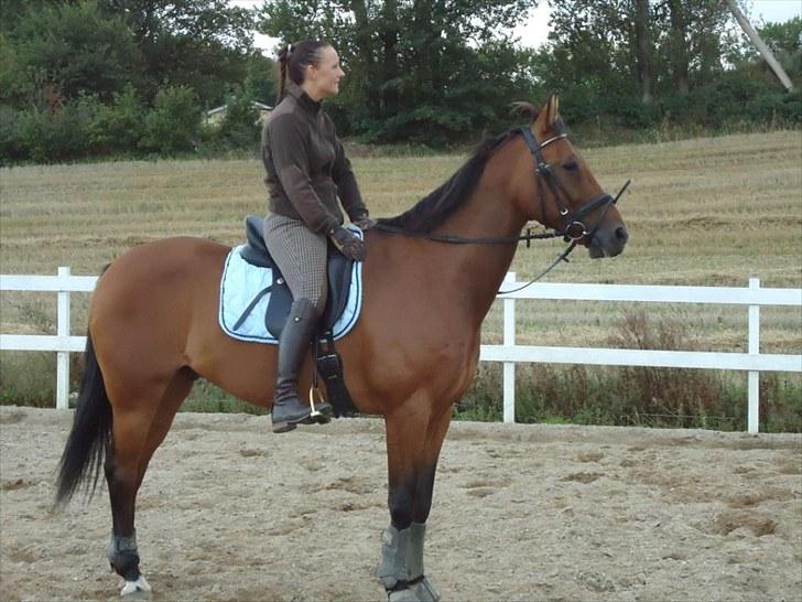 Anden særlig race Ibsalon billede 6