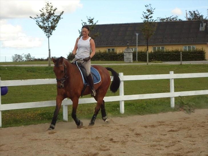 Anden særlig race Ibsalon billede 7