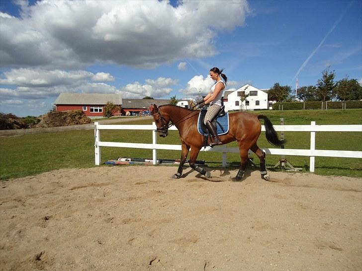 Anden særlig race Ibsalon billede 8