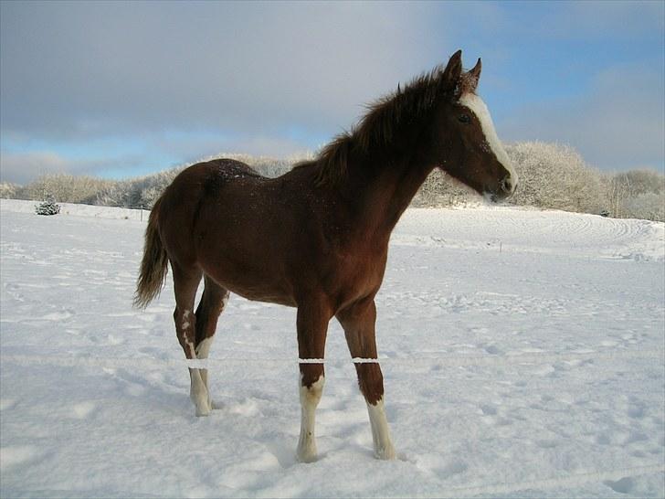 Dansk Varmblod Søndergårds Silja - Vinter 2010 billede 6