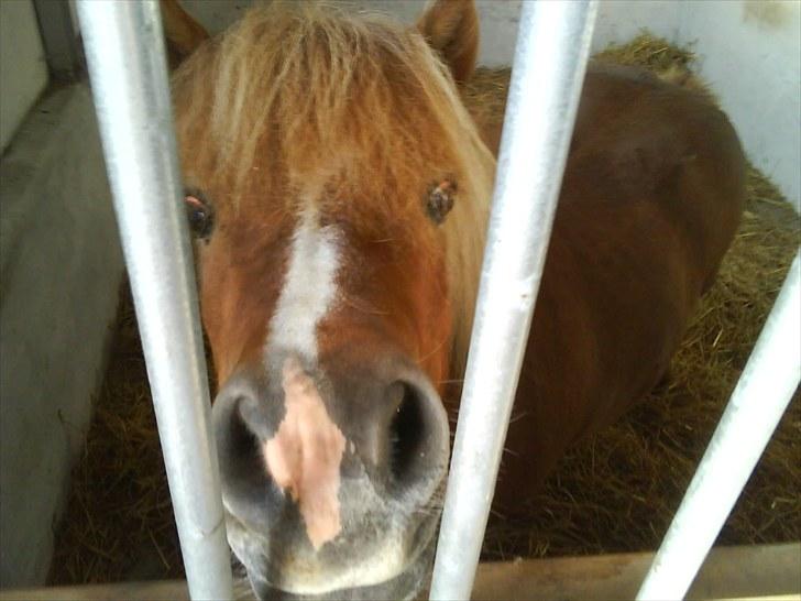 Anden særlig race Mini Max - Han er bare sød! billede 10