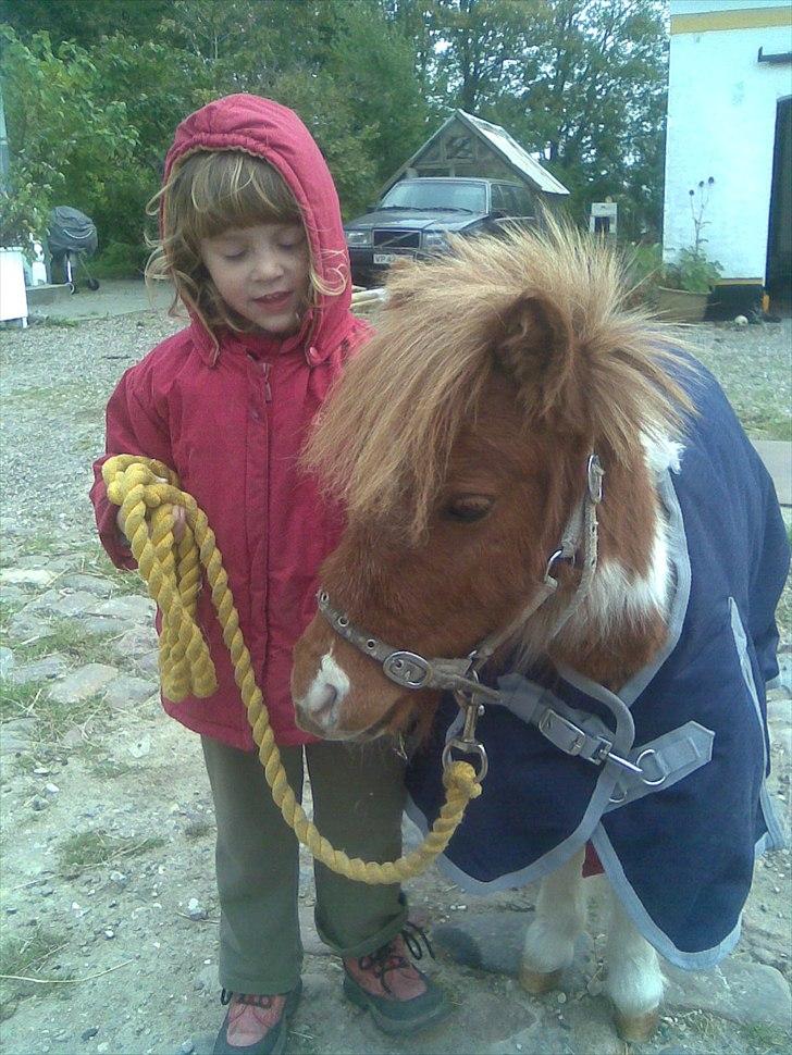 Shetlænder manse R.I.P. - min dejlige datter og manse billede 1