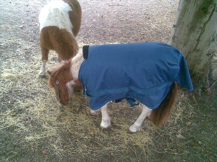 Shetlænder manse R.I.P. billede 2
