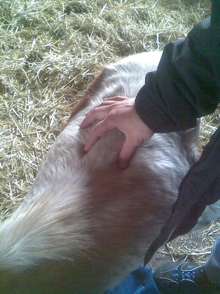 Shetlænder manse R.I.P. - billedet er taget 2 dage efter jeg overto ham billede 3