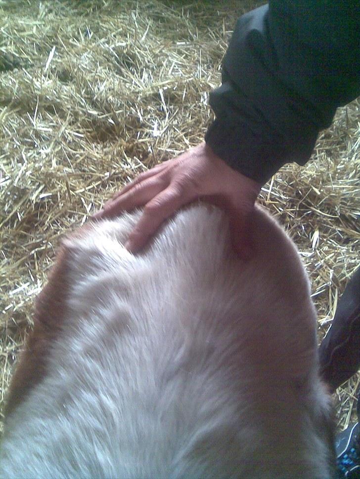 Shetlænder manse R.I.P. - billedet er taget 2 dage efter jeg overto ham billede 4