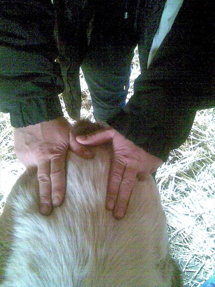 Shetlænder manse R.I.P. - billedet er taget 2 dage efter jeg overto ham billede 5