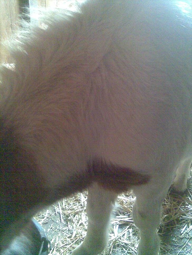 Shetlænder manse R.I.P. - billedet er taget 2 dage efter jeg overto ham billede 6