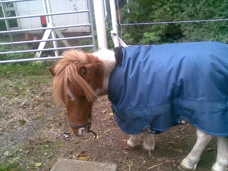 Shetlænder manse R.I.P. billede 7