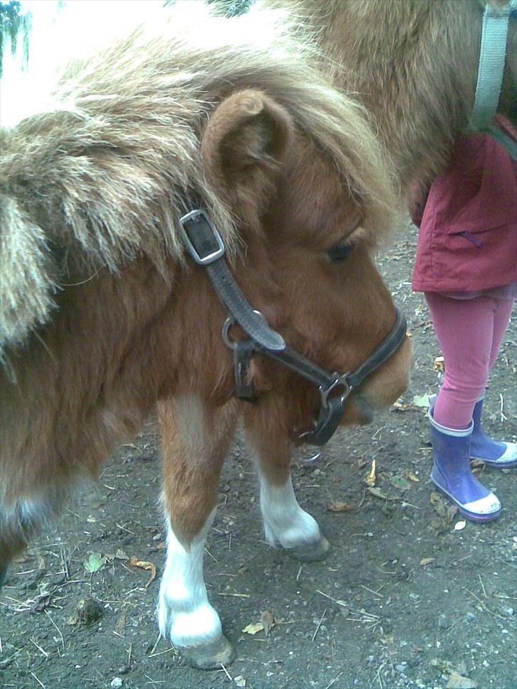 Shetlænder manse R.I.P. billede 8