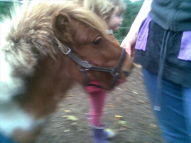 Shetlænder manse R.I.P. billede 9