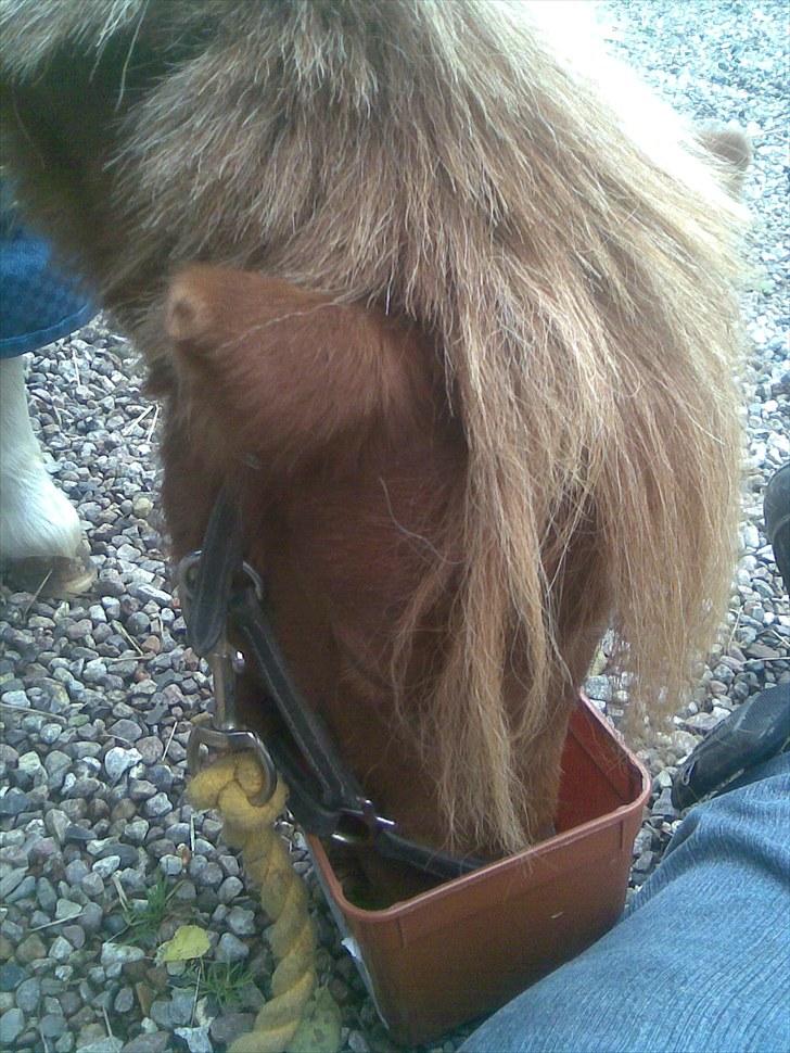 Shetlænder manse R.I.P. billede 10