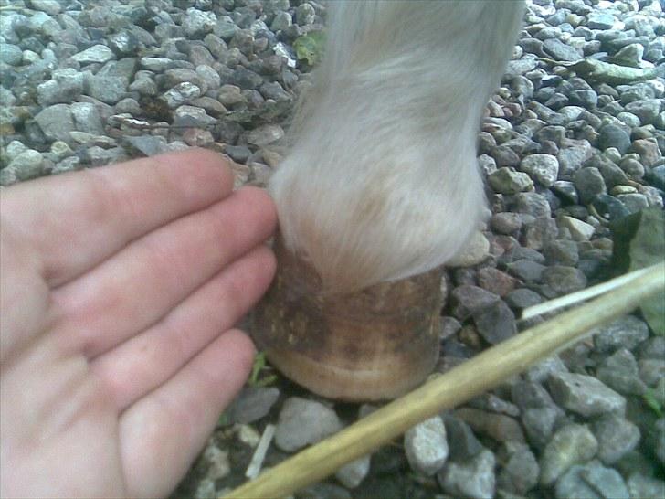 Shetlænder manse R.I.P. billede 11