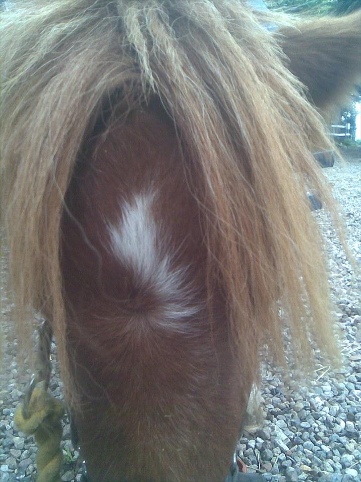 Shetlænder manse R.I.P. billede 12