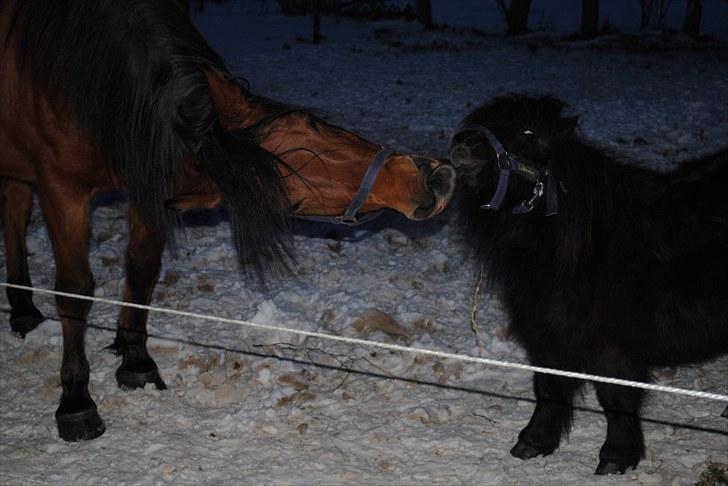 Anden særlig race Rocky - De er bare så dejlige billede 7
