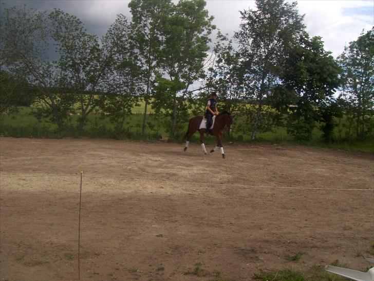 Traver Comet  Søsters hest R.I.P 2012 billede 2